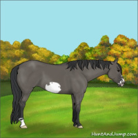 Horse Color:Grullo Frame 