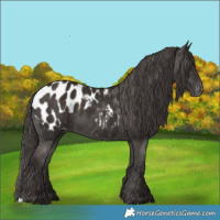 Horse Color:Liver Chestnut Appaloosa