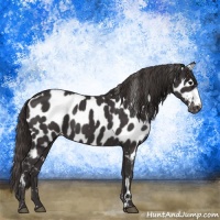 Horse Color:Smoky Black Appaloosa 