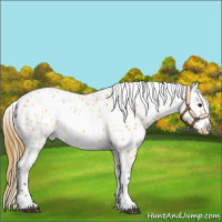 Horse Color:Buckskin Leopard