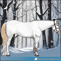 Horse Color:Buckskin Dun Near Leopard 