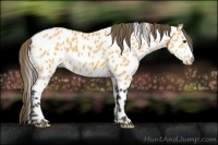 Horse Color:Buckskin Appaloosa 