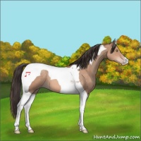Horse Color:Sable Champagne Tobiano 