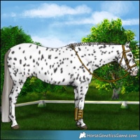 Horse Color:Smoky Black Appaloosa 