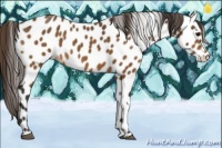 Horse Color:Buckskin Appaloosa