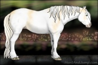 Horse Color:White Spotted Gold Cream Champagne 