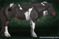 Horse Color:Liver Chestnut Tobiano