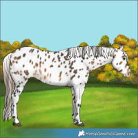 Horse Color:Buckskin Leopard 