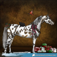 Horse Color:Buckskin Appaloosa