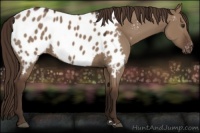 Horse Color:Liver Red Dun Appaloosa Rabicano