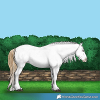 Horse Color:Buckskin Appaloosa 