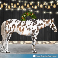 Horse Color:Buckskin Appaloosa 