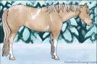 Horse Color:Chocolate Palomino Pearl Tobiano Frame  and Chocolate Palomino Pearl Tobiano Frame 