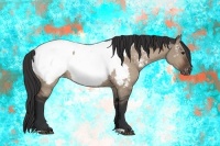 Horse Color:Brown Dun Appaloosa 