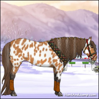 Horse Color:Buckskin Appaloosa 