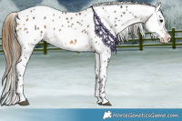 Horse Color:Buckskin Appaloosa 