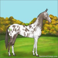 Horse Color:White Spotted Liver Red Dun Mushroom Sabino Appaloosa 