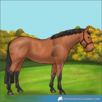 Horse Color:Bay 