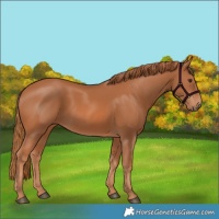 Horse Color:Chestnut 