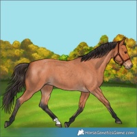 Horse Color:Bay Roan 