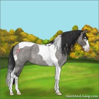 Horse Color:Grullo Roan Splash Tobiano
