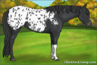 Horse Color:Black Appaloosa 