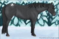 Horse Color:Blue Roan Appaloosa 