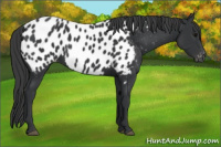 Horse Color:Black Appaloosa 