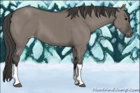 Horse Color:Grullo Varnish 