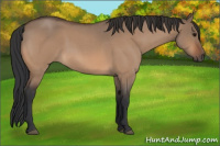 Horse Color:Bay Roan Dun 