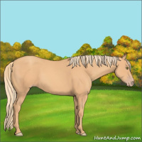 Horse Color:Gold Champagne 