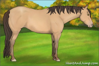 Horse Color:Amber Champagne 