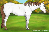 Horse Color:Red Roan Fewspot 