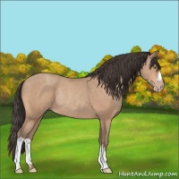 Horse Color:Amber Champagne Rabicano 