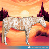 Horse Color:Chestnut  and Chestnut Appaloosa 