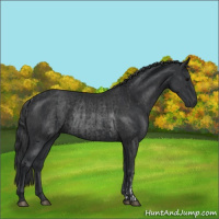 Horse Color:Black  and Black Rabicano 