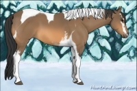 Horse Color:White Spotted Buckskin Tobiano 