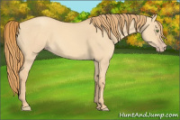 Horse Color:Gold Champagne Dun 