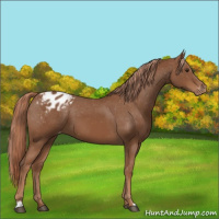 Horse Color:Chestnut Appaloosa 