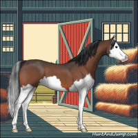 Horse Color:Bay Roan Splash 