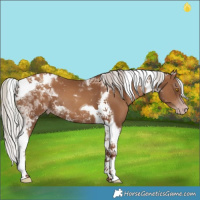 Horse Color:Gray Silver Classic Champagne Tobiano 