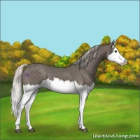 Horse Color:Silver Black Splash 
