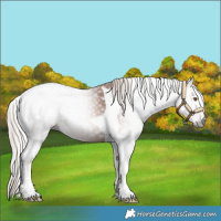 Horse Color:Gray Silver Black Pearl Tobiano 