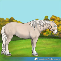 Horse Color:Cremello 