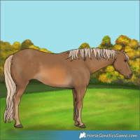 Horse Color:Chocolate Palomino 