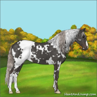 Horse Color:White Spotted Silver Black 