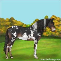 Horse Color:White Spotted Liver Chestnut 