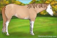 Horse Color:Gold Champagne Splash