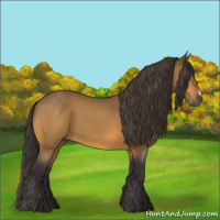 Horse Color:Buckskin 