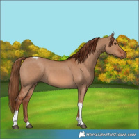 Horse Color:Red Dun Tobiano 